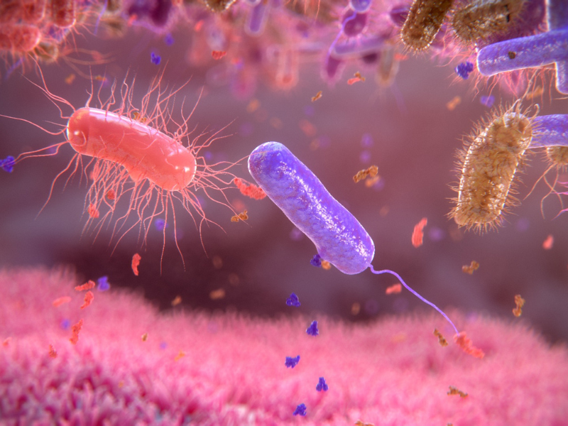 Zoom sur le Clostridium difficile