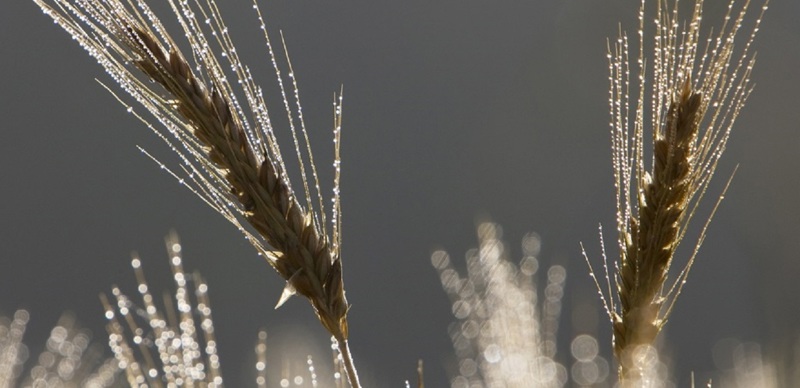 Close-up of golden wheat stalks covered in morning dew against a soft blurred background