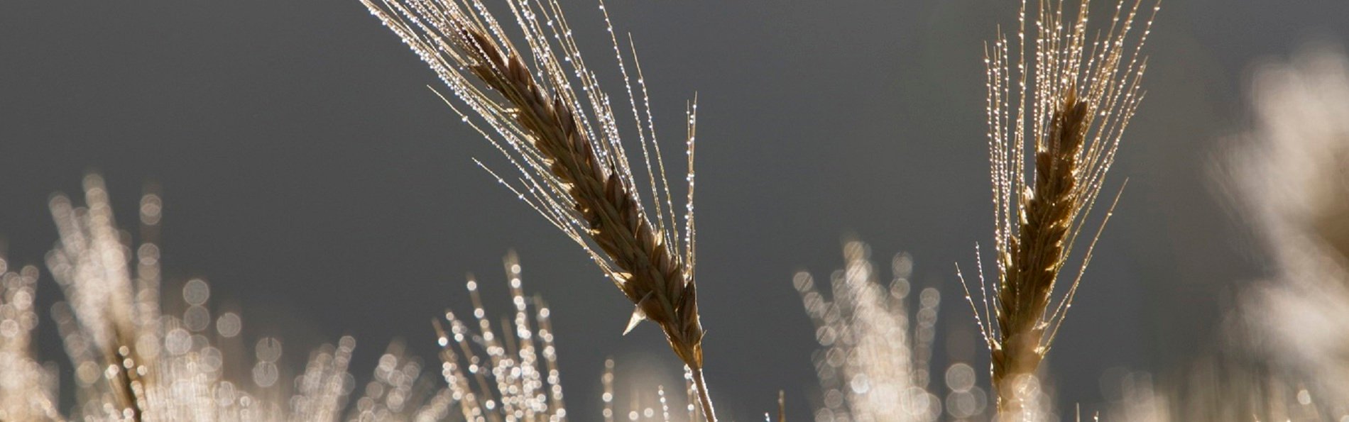 Close-up of golden wheat stalks covered in morning dew against a soft blurred background